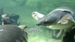 Carettochelys insculpta