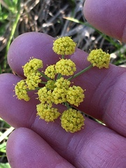 Lomatium simplex