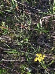 Lomatium simplex