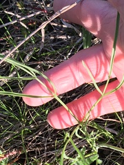 Lomatium simplex