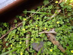 Ranunculus taisanensis