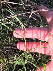 Lomatium simplex
