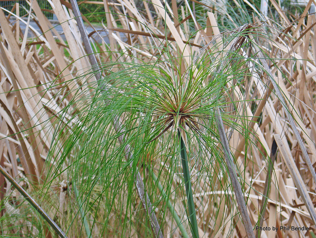 papyruskaisla (Cyperus papyrus) · iNaturalist Suomi