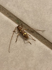 Eburia amabilis