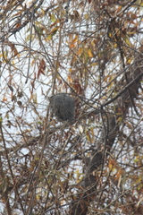 Euplectes franciscanus