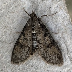 Palpita aenescentalis