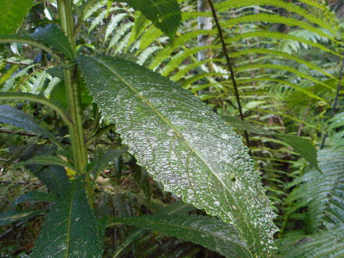 Lobelia oxyphylla 2