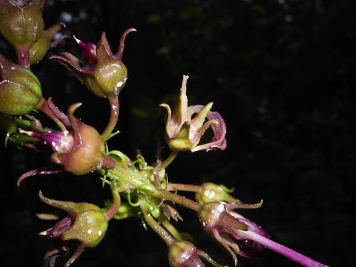 Lobelia oxyphylla 3