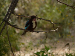 Halcyon smyrnensis