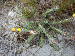 Portulaca hirsutissima
