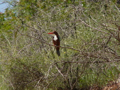 Halcyon smyrnensis