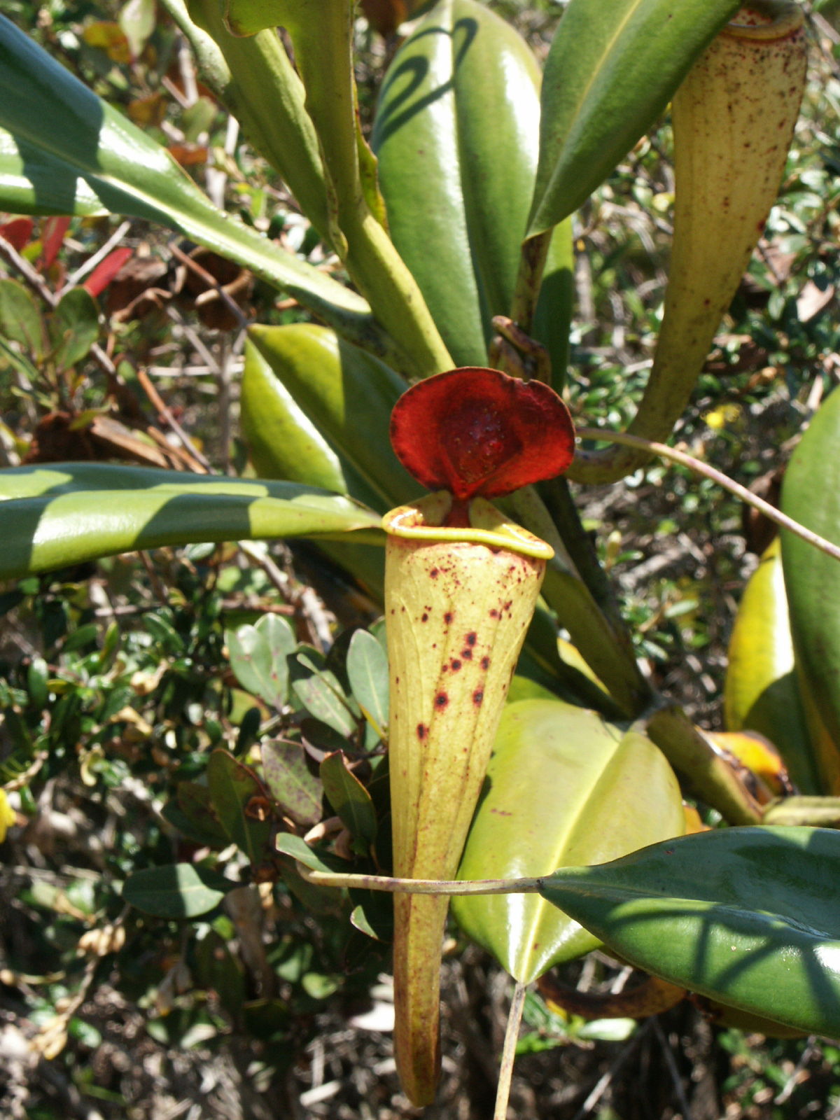 Nepenthes madagascariensis