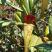 Nepenthes madagascariensis - Photo (c) scott.zona,  זכויות יוצרים חלקיות (CC BY-NC)