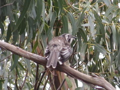 Anthochaera paradoxa paradoxa
