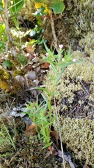 Microsteris gracilis