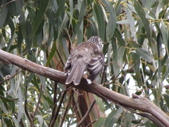 Anthochaera paradoxa paradoxa