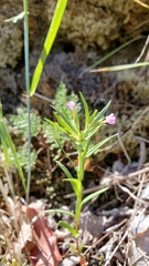 Microsteris gracilis