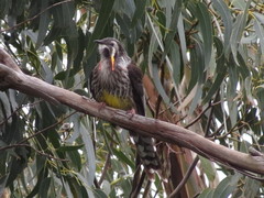 Anthochaera paradoxa paradoxa