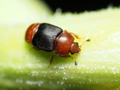 Caplothorax melanopterus