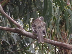 Anthochaera paradoxa paradoxa
