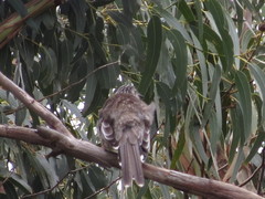 Anthochaera paradoxa paradoxa