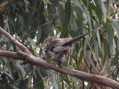 Anthochaera paradoxa paradoxa