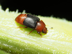 Caplothorax melanopterus