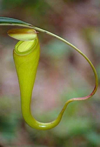Nepenthes madagascariensis