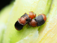 Caplothorax melanopterus