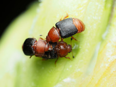 Caplothorax melanopterus