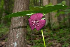 Trillium vaseyi
