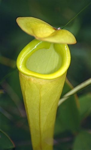 Nepenthes madagascariensis