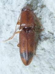 Aeolus asper