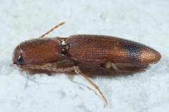 Aeolus asper