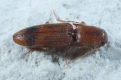 Aeolus asper