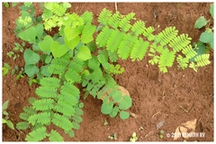 Hultholia mimosoides