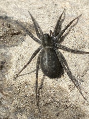 Pardosa lapidicina