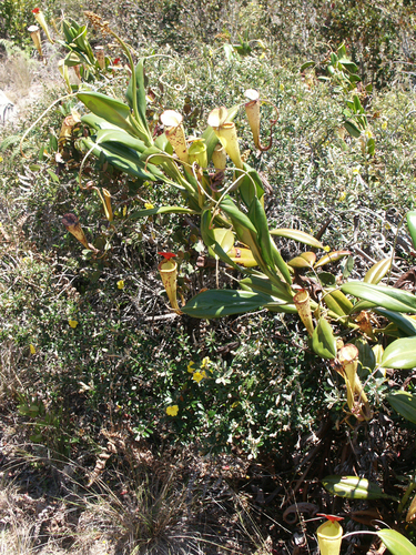 Nepenthes madagascariensis