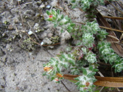 Portulaca hirsutissima