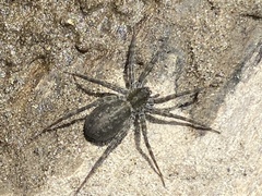 Pardosa lapidicina