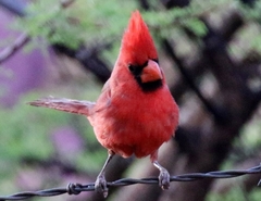 Cardinalis cardinalis superbus