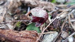 Corybas pruinosus