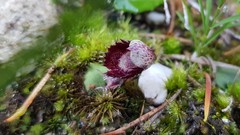Corybas pruinosus