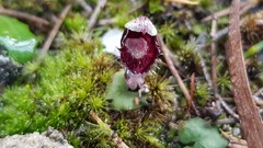 Corybas pruinosus