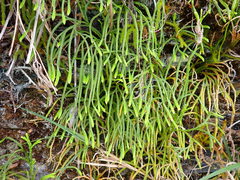 Diphasiastrum multispicatum