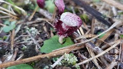 Corybas pruinosus