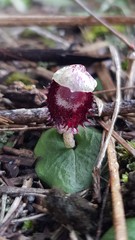 Corybas pruinosus