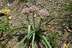 Allium woronowii