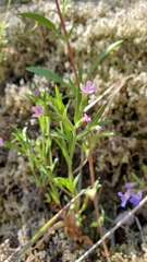 Microsteris gracilis