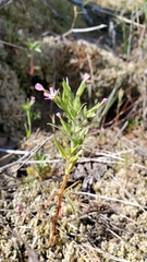 Microsteris gracilis